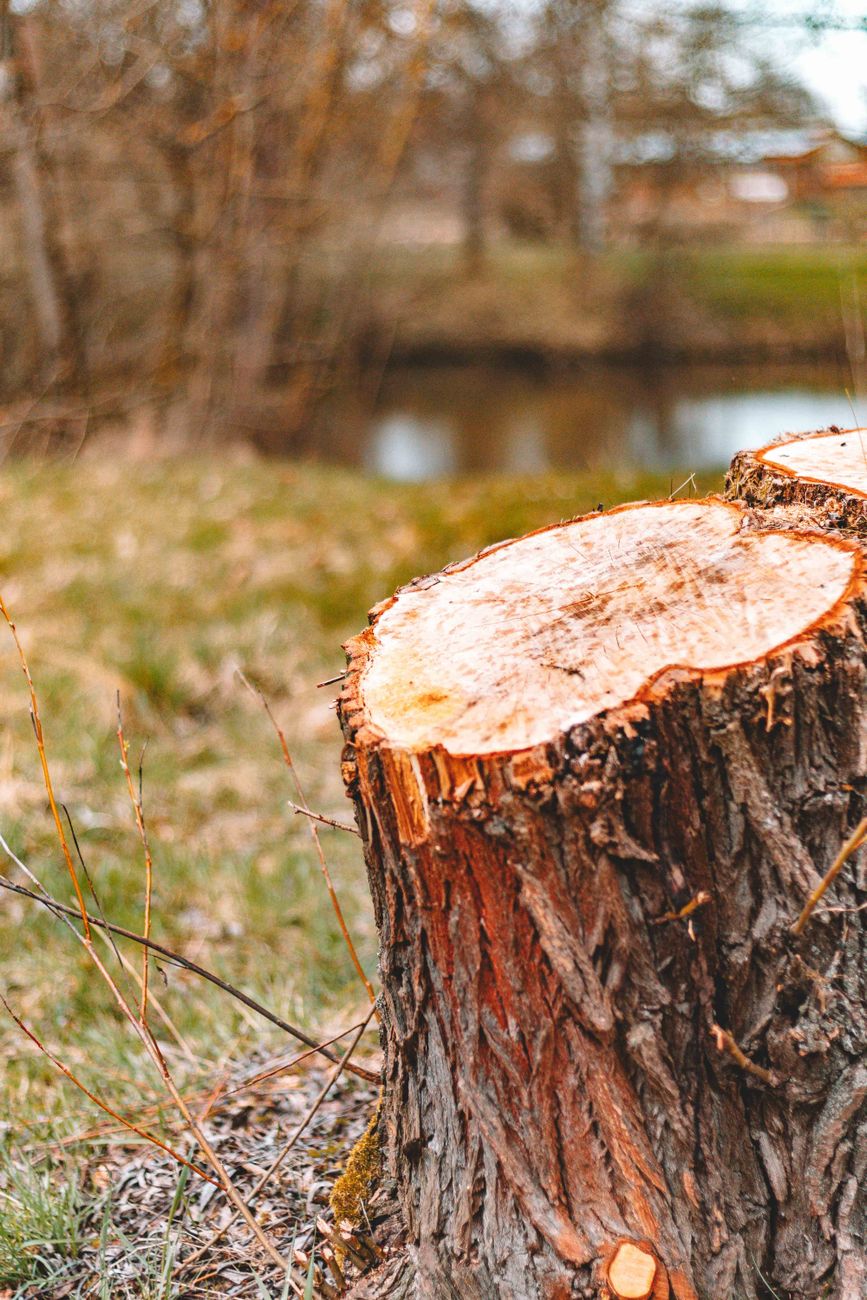 After: Tree removal in Virginia Beach