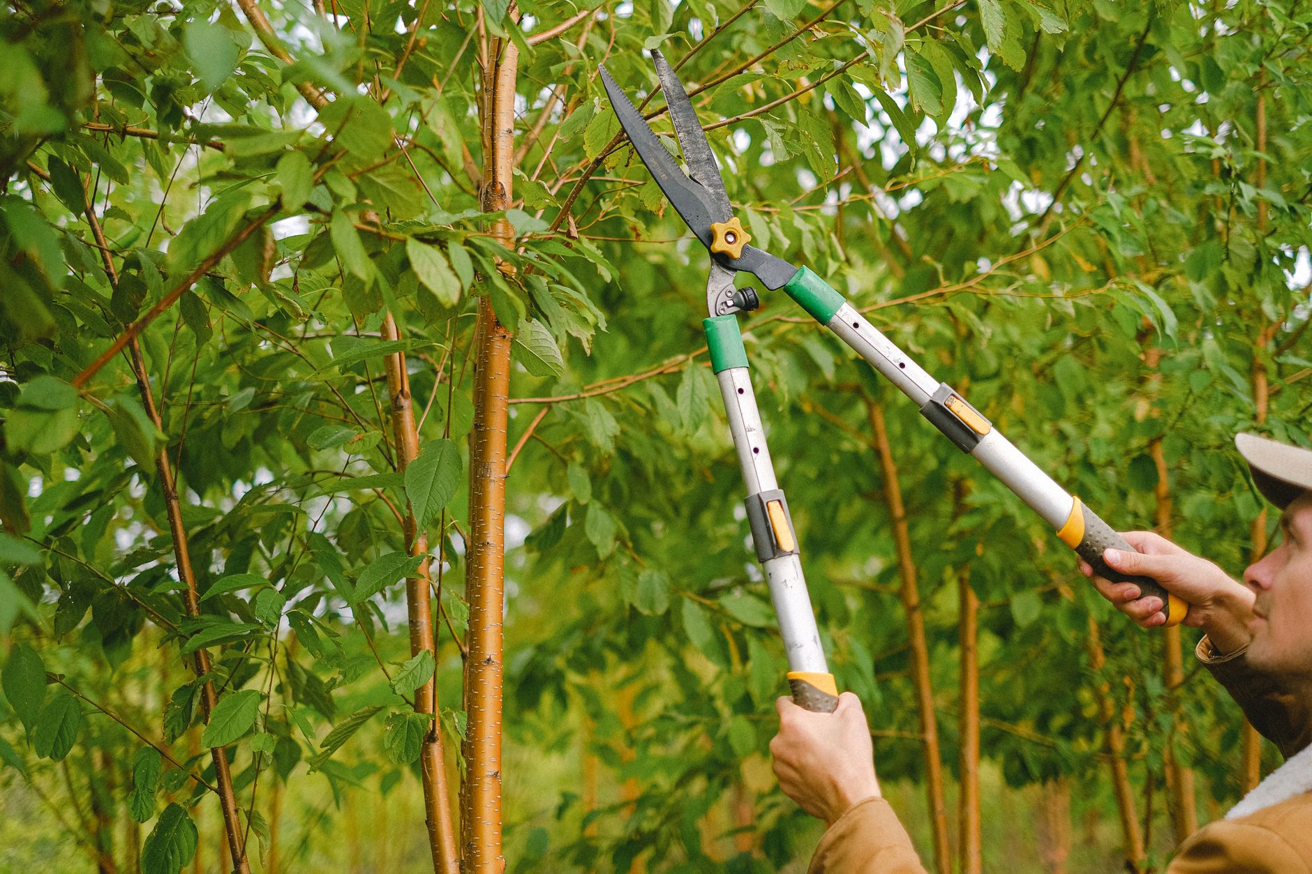 Before: Tree removal in Virginia Beach